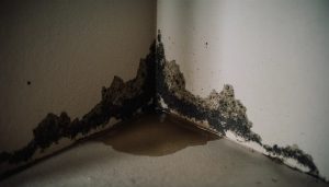Dark hidden mold growth spreading in the corner of a basement wall behind a baseboard