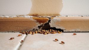 Damaged wood baseboard showing termite frass droppings and a brown water stain together